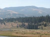 Bison across the river